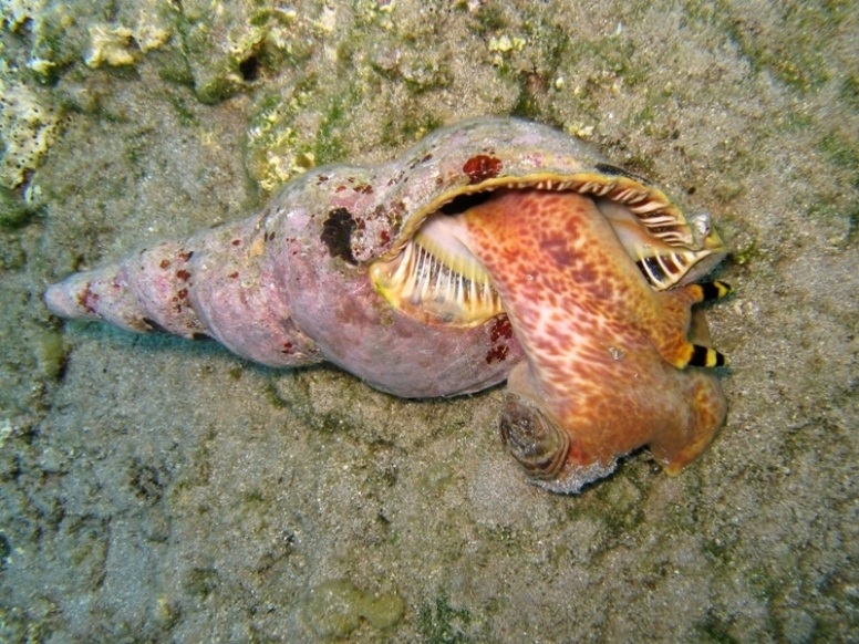 Charonia variegata (Lamarck, 1816)